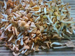 Chanterelles in Strips