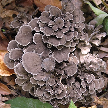 Maitake Mushrooms