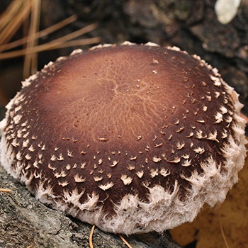 Shiitake Mushrooms Fruiting